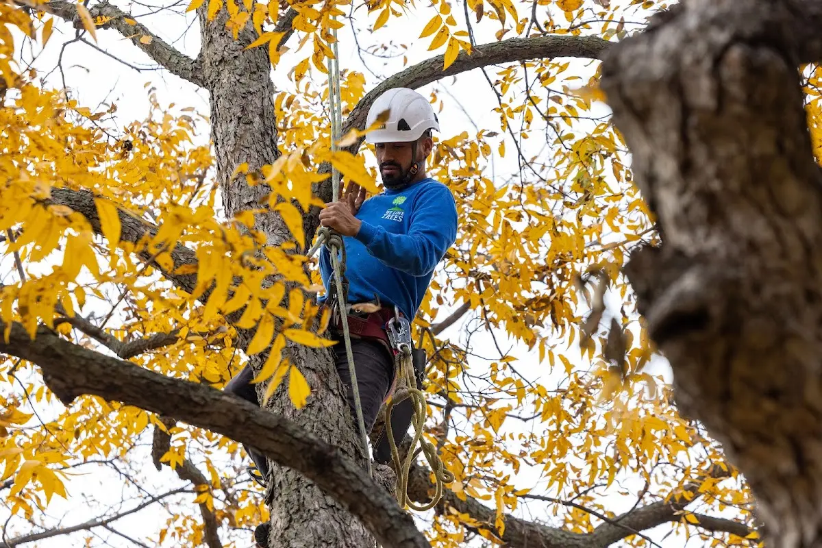 Skilled Tree Transplanting crew working in Kinross